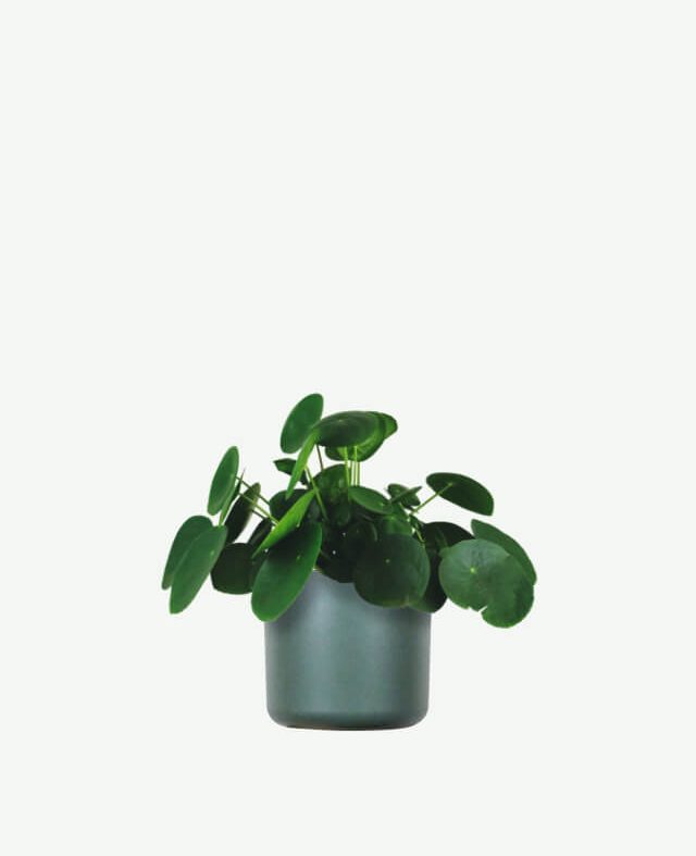 plants ecommerce product featured img 11