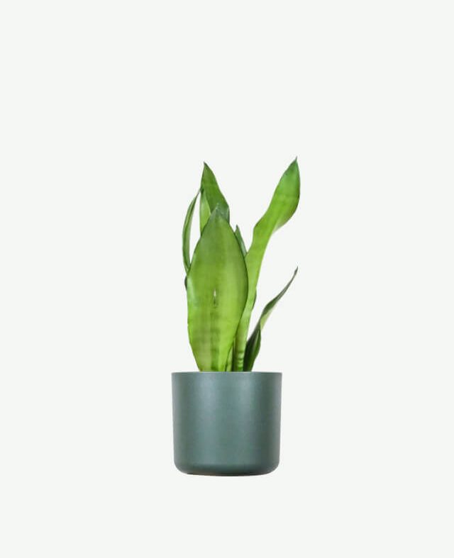 plants ecommerce product featured img 3