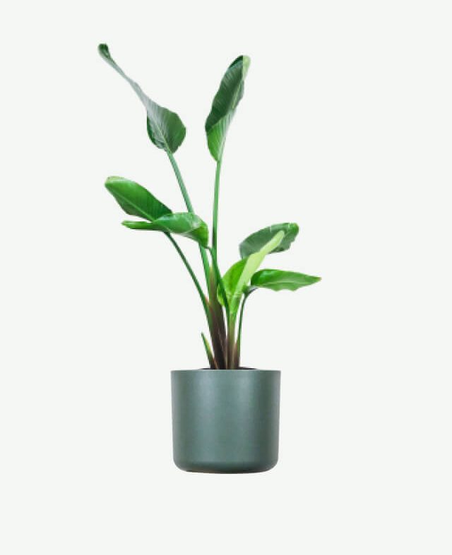 plants ecommerce product featured img 4