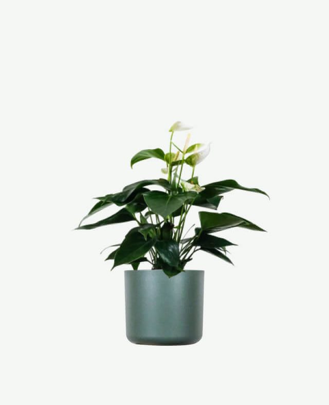 plants ecommerce product featured img 9